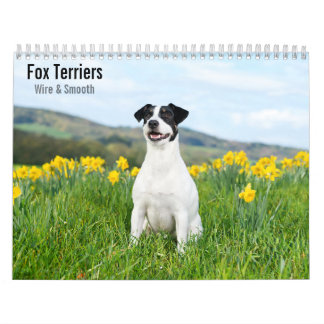 Calendrier 2027 des Fox-Terriers à poil dur et à p