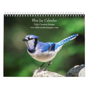 Calendrier 2027 Geais bleus   Photographie d'oiseaux de jardi