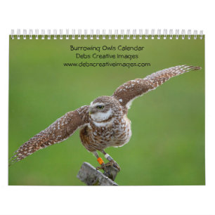 Calendrier 2027 Hibou des terriers Photographie de la faune