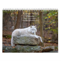 2027 Loups en Automne | Photographie de Loup d'Aut