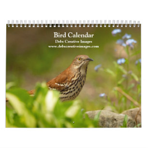 Calendrier 2027 Oiseaux de Toutes Plumes   Oiseaux d'Amérique