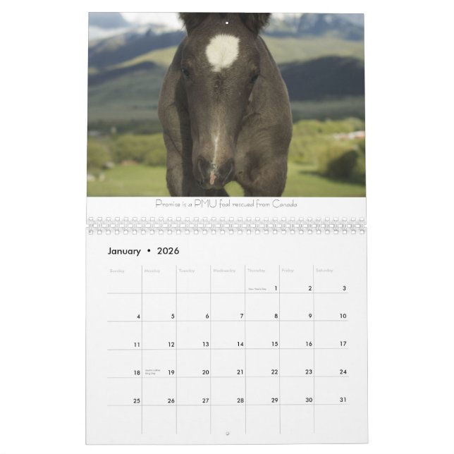 Calendrier #2 de chevaux de trait (Jan 2026)