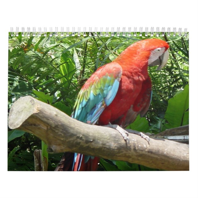 Calendrier 2 d'oiseau (Protection)