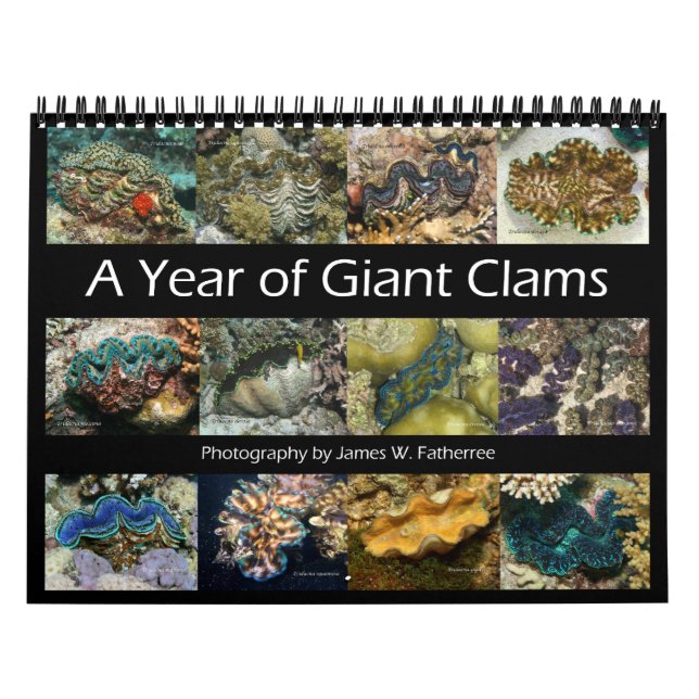Calendrier 2 du mur des Clams géants par James W.  (Protection)