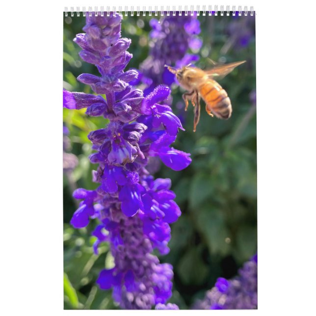 Calendrier abeilles papillons (Protection)