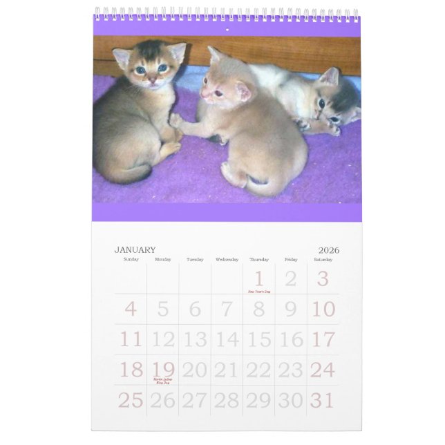 Calendrier abyssinien de chatons et de chats (Jan 2026)