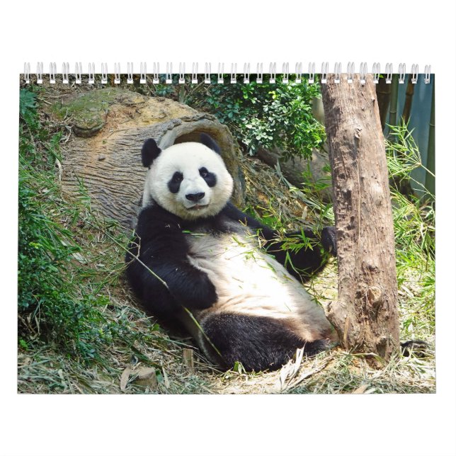Calendrier Adorable Panda Portes Belle Nature Photographie (Protection)
