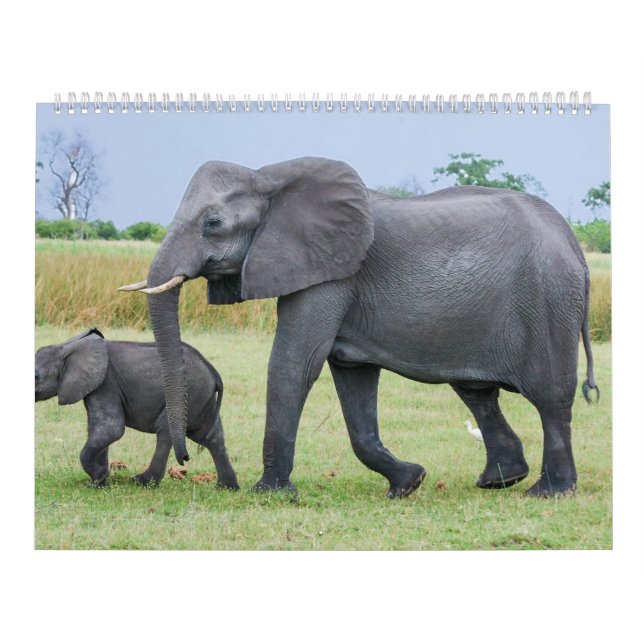 Calendrier africain de safari (Protection)