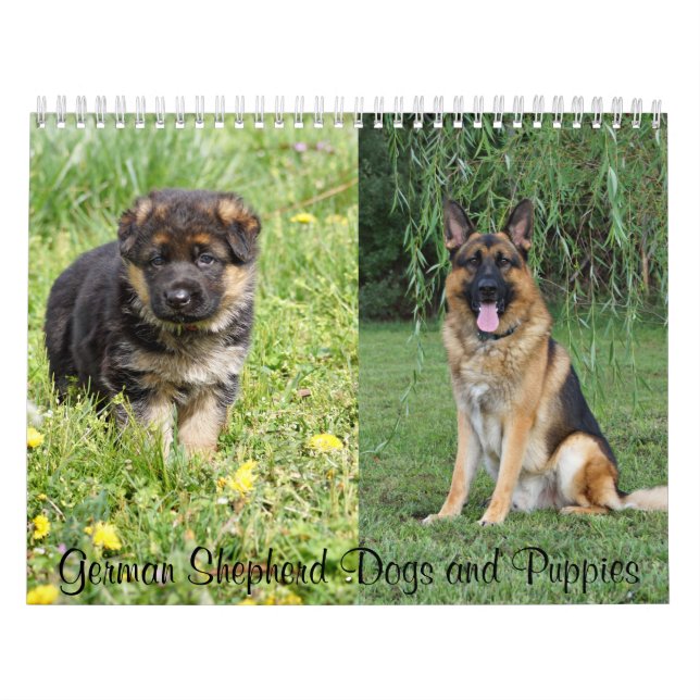 Calendrier allemand des Chiens de Berger et Chiots (Protection)