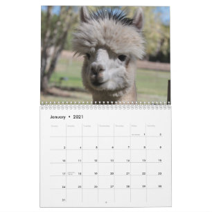 Calendrier Alpaca 2021
