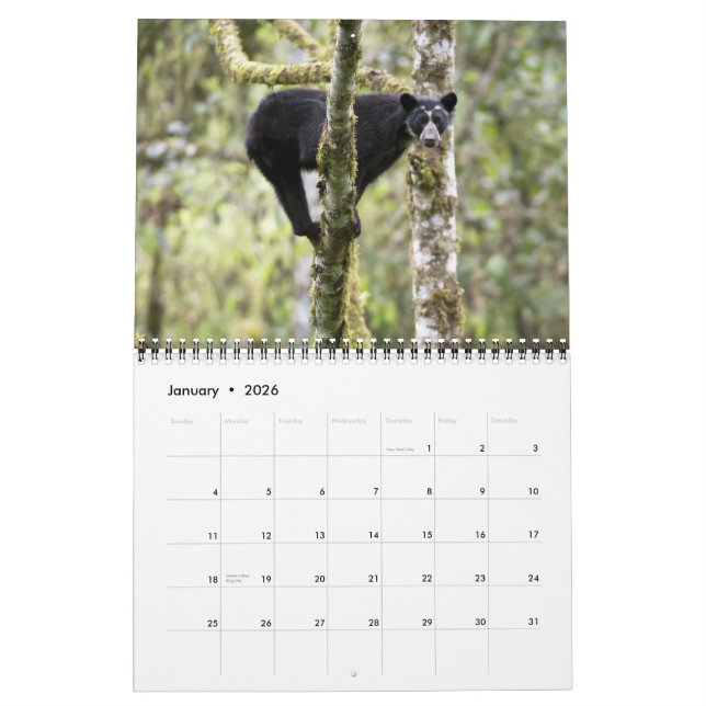 Calendrier Andean Bears II -calendrier 15 mois 1/2012 - 3/201 (Jan 2026)
