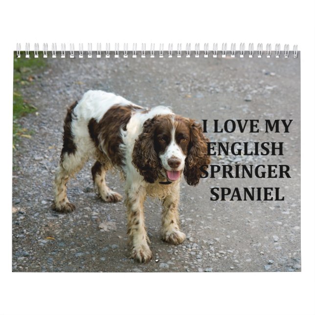 Calendrier Anglais Springer Spaniel (Protection)