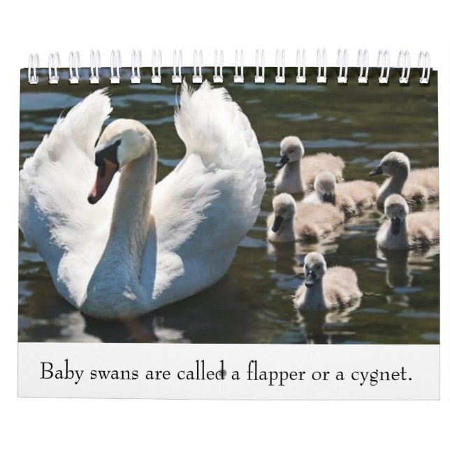 Calendrier Animaux bébé (Dos)