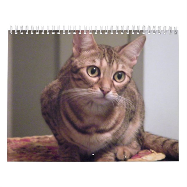 Calendrier Année du chat du Bengale (Protection)