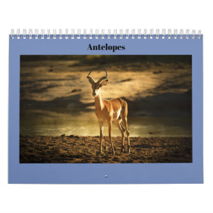 Calendrier Antilopes