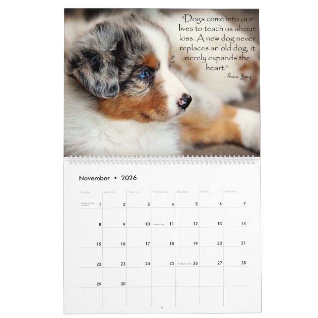 Calendrier australien de chiots de berger (Nov 2026)