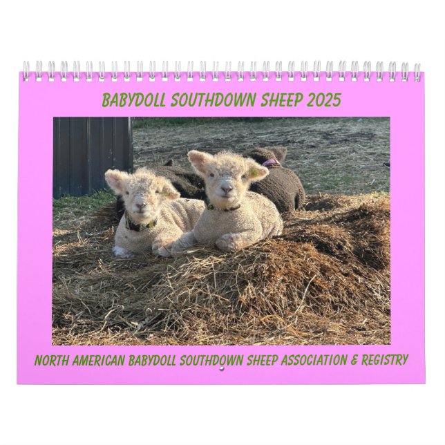 Calendrier Babydoll Southdown Sheep 2025 (Protection)