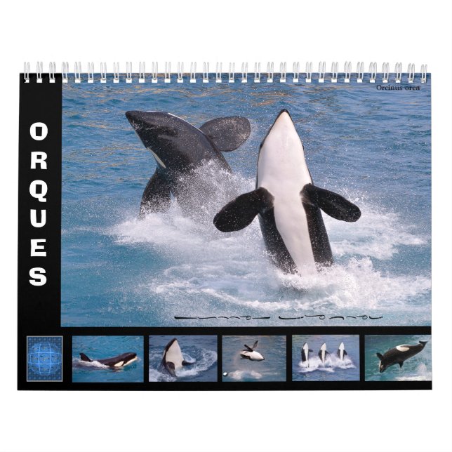 Calendrier Baleines tueuses (Orcinus orca) pendant 12 mois ca (Protection)