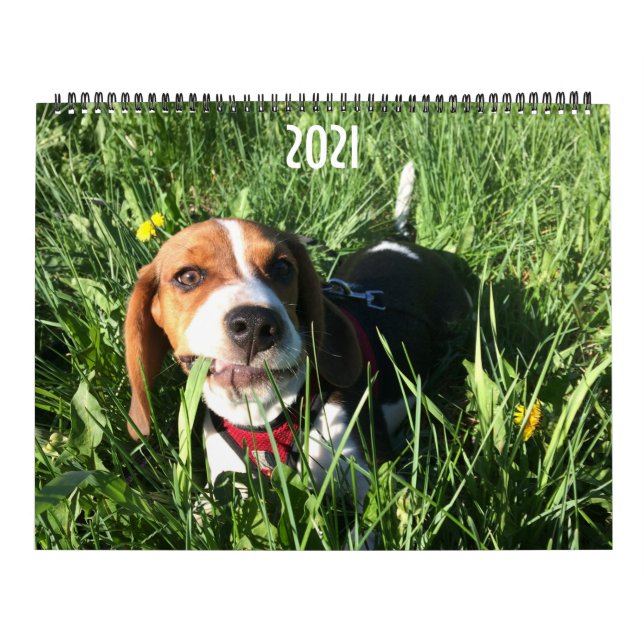 Calendrier Beagle 2021 (Protection)