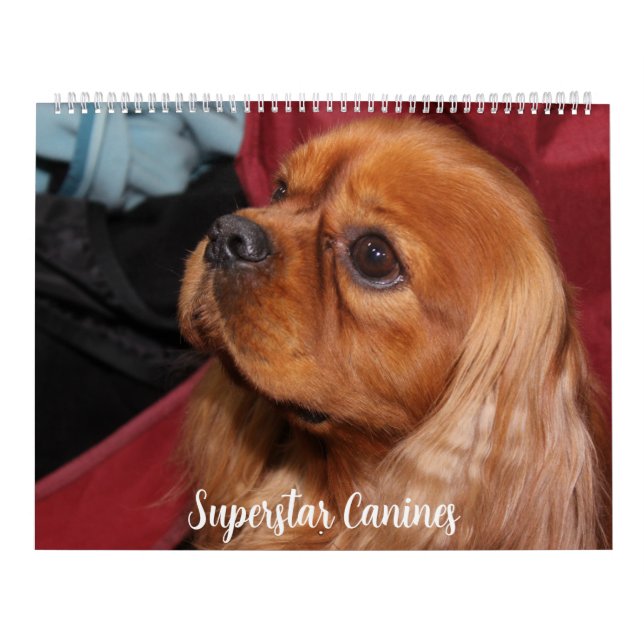 CALENDRIER BEAUTIFUL SUPERSTAR CANINE DOGS (Protection)