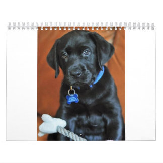 Calendrier beauty-the-labrador-retriever_42196_2010-02-24_w45