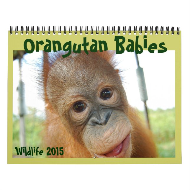 Calendrier Bébés d'Orangoutan (Protection)