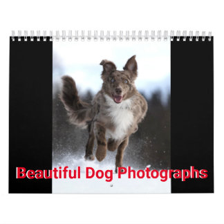 Calendrier Belles photos de chiens