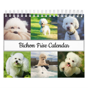 Calendrier Bichon Frise 2022