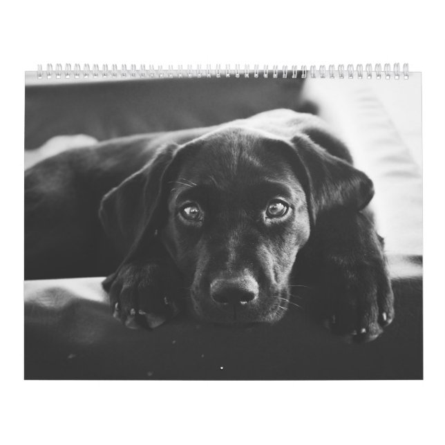 Calendrier Black Labrador (Protection)