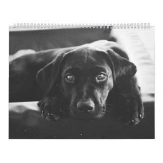 Calendrier Black Labrador