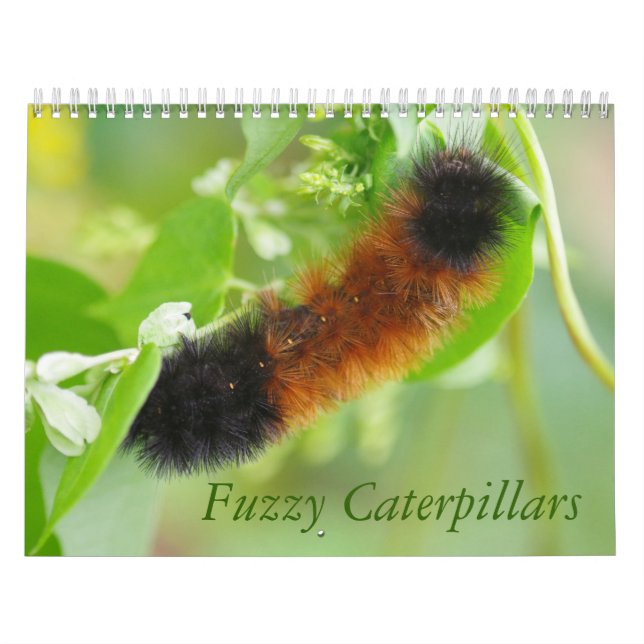 Calendrier brouillé de chenilles (Protection)