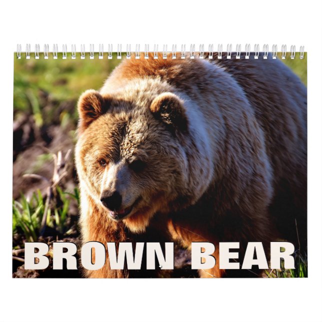 Calendrier Brown du mur d'ours (Protection)