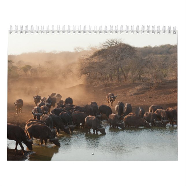 Calendrier Buffle Calendar Buffalo Animal (Protection)