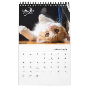 Calendrier Cats & Kittens par Kelly Nine Photographie