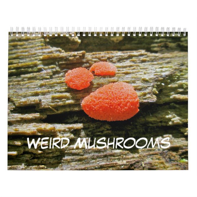 Calendrier Champignons bizarres (Protection)