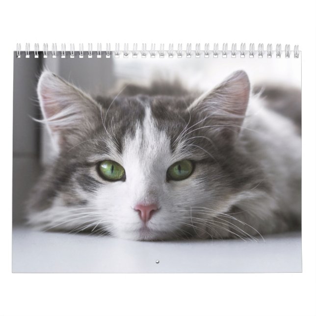 Calendrier Chat  (Protection)