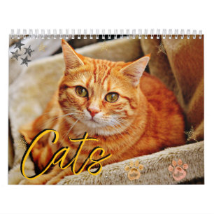 Calendrier Chats Beaux portraits pour animaux