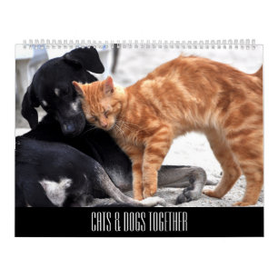 Calendrier Chats et chiens amis ensemble