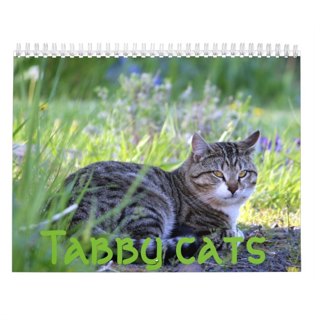 Calendrier Chats Tabby (Protection)