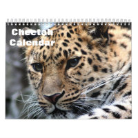 Cheetah 2025