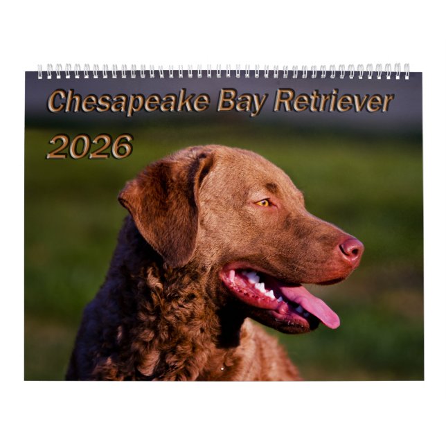 Calendrier Chesapeake Bay Retriever 2026 Calendar (Protection)