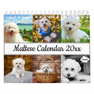 Calendrier Chien maltais