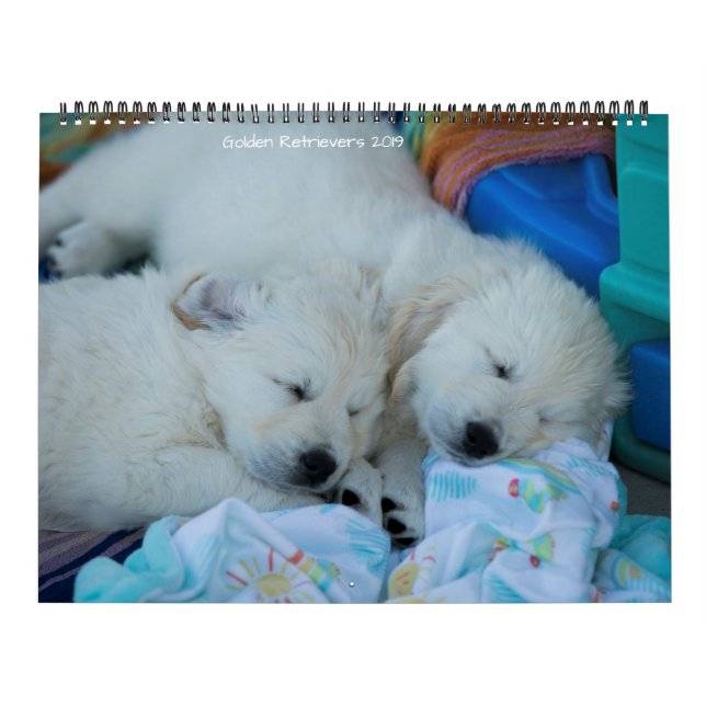 Calendrier Chiens d'arrêt d'or 2019 (Protection)