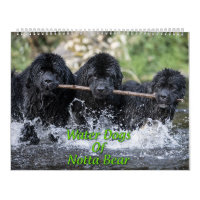 Chiens d'eau de Notta Bear