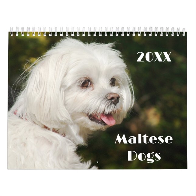 Calendrier Chiens et chiots maltais (Protection)