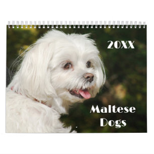Calendrier Chiens et chiots maltais