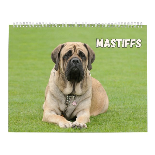 Calendrier Chiens Mastiff, Mastiffs (Protection)