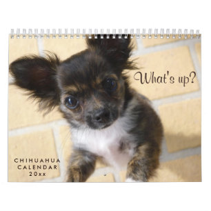 Calendrier Chihuahua 2023 Photo Whats up