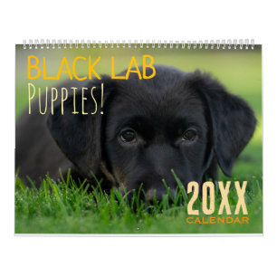 Calendrier Chiots Labrador Noir Chien Puppy Labrador