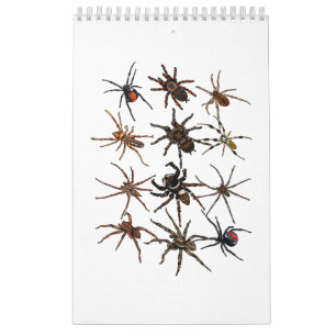 Calendrier Cool Spider Pour Hommes Femmes Arachnid Éffrayant 